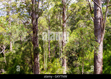 Australische Bäume Prickeln und Karri Westaustralien Stockfoto