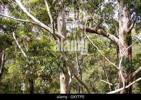 Australische Bäume Prickeln und Karri Westaustralien Stockfoto