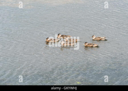 Ein Gelege mit sechs Stockenten-Küken, Schwimmen Stockfoto