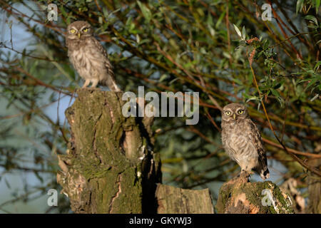 Kleine Eulen / Minervas Eulen ( Athene noctua ), zwei Jungvögel, aufgeregt, typisches Verhalten, Quietschen, Tierwelt, Europa. Stockfoto