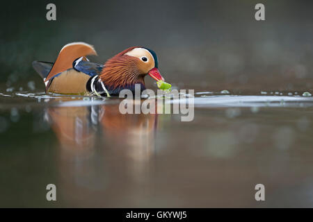 Mandarin Ente / Mandarinente (Aix Galericulata), Männlich, bunten Drake in der Zucht Kleid, einige natürliche grüne Nahrung füttern. Stockfoto