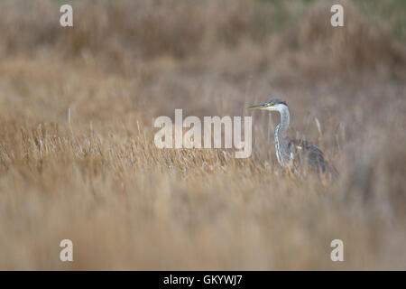 Graureiher / Graureiher (Ardea Cinerea) Jagd auf einem abgeernteten Stoppelfeld. Stockfoto