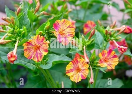 Wunder von Peru Stockfoto