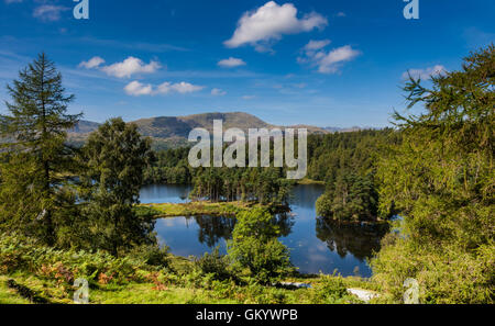 Tarn Hows, in der Nähe von Hawkshead, Lake District, Cumbria Stockfoto