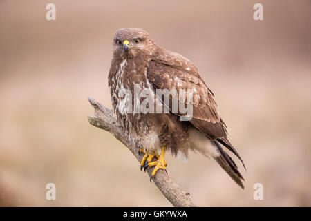 Mäusebussard (Buteo Buteo) hocken auf einem Ast mit Federn aufgeplustert gegen die Kälte Stockfoto