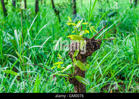 Nahaufnahme, frische Blätter wachsen aus alten stumpf Stockfoto