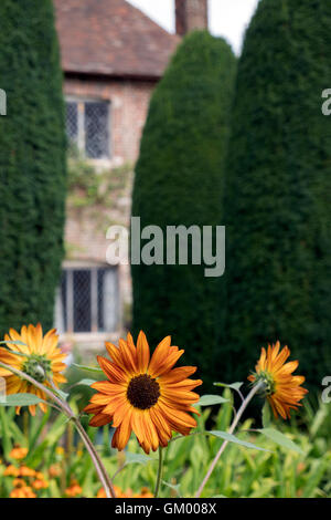 Braune Sonnenblume blüht im englischen Cottage-Garten. Stockfoto