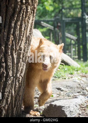 Manuka, ein geretteten weibliche "weiße" amerikanischer schwarzer Bär im Zoo von Calgary in Calgary, Alberta, Kanada. Stockfoto