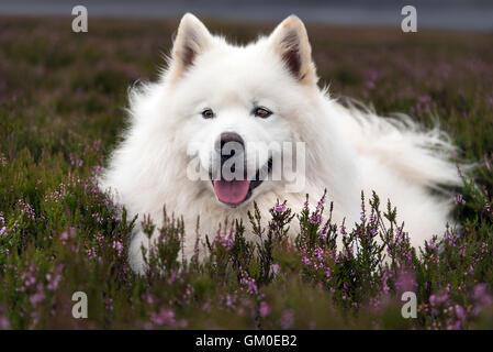 Samojede liegen in Heide Stockfoto