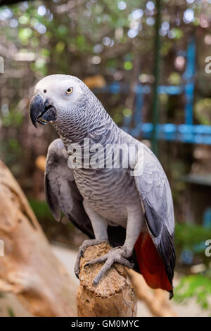Graupapagei oder Kongo Grau Papagei auf dem Ast sitzend. Stockfoto