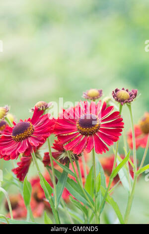 Helenium Autumnale "Siesta". Fallen Sie Helenium. Sneezeweed Blumen. Dogtooth Daisy "Siesta" Stockfoto