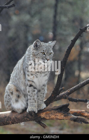 Kanadischer Luchs sitzt oben auf einem gefallenen Ast in freier Wildbahn. Stockfoto