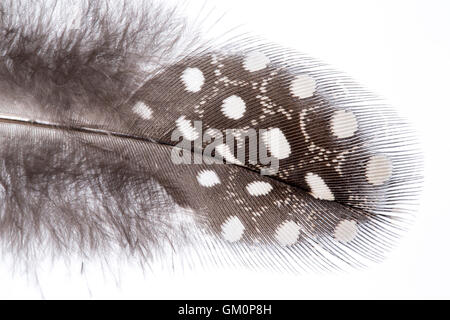 Nahaufnahme einer behelmten Perlhühner (Numida Meleagris) Körper Feder Stockfoto