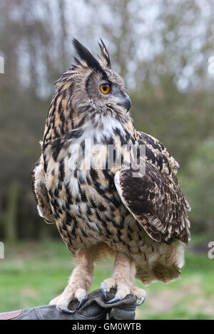 Ein Uhu, sitzt auf einem Handler Handschuh bei der Schleiereule Centre of Gloucestershire. Stockfoto