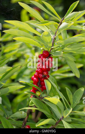 Dort Seidelbast, Kellerhals, Seidel-Bast, Frucht, Früchte, Beeren, Daphne Mezereum, Februar Daphne, Obst, Seidelbast, Bo Stockfoto