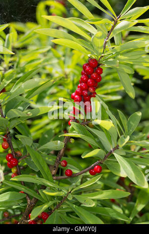 Dort Seidelbast, Kellerhals, Seidel-Bast, Frucht, Früchte, Beeren, Daphne Mezereum, Februar Daphne, Obst, Seidelbast, Bo Stockfoto