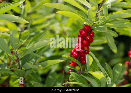 Dort Seidelbast, Kellerhals, Seidel-Bast, Frucht, Früchte, Beeren, Daphne Mezereum, Februar Daphne, Obst, Seidelbast, Bo Stockfoto