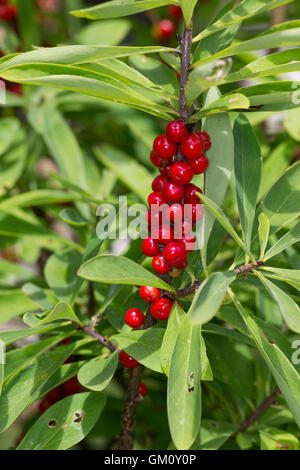 Dort Seidelbast, Kellerhals, Seidel-Bast, Frucht, Früchte, Beeren, Daphne Mezereum, Februar Daphne, Obst, Seidelbast, Bo Stockfoto