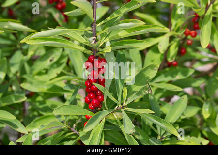 Dort Seidelbast, Kellerhals, Seidel-Bast, Frucht, Früchte, Beeren, Daphne Mezereum, Februar Daphne, Obst, Seidelbast, Bo Stockfoto