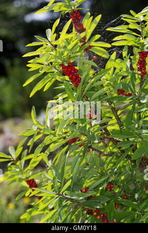 Dort Seidelbast, Kellerhals, Seidel-Bast, Frucht, Früchte, Beeren, Daphne Mezereum, Februar Daphne, Obst, Seidelbast, Bo Stockfoto