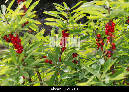 Dort Seidelbast, Kellerhals, Seidel-Bast, Frucht, Früchte, Beeren, Daphne Mezereum, Februar Daphne, Obst, Seidelbast, Bo Stockfoto