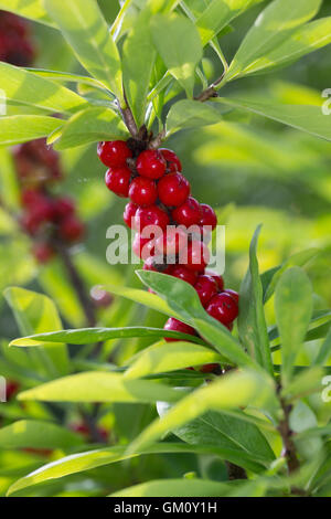 Dort Seidelbast, Kellerhals, Seidel-Bast, Frucht, Früchte, Beeren, Daphne Mezereum, Februar Daphne, Obst, Seidelbast, Bo Stockfoto