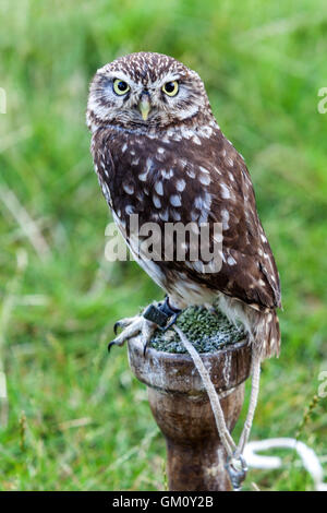 Steinkauz, Athene noctua Stockfoto