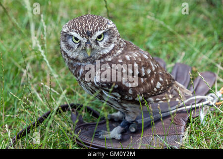 Der steinkauz, Athene noctua Stockfoto