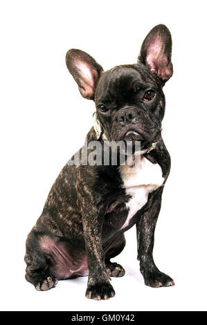 Französische Bulldogge auf weißem Hintergrund im studio Stockfoto