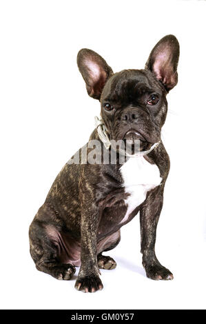Französische Bulldogge auf weißem Hintergrund im studio Stockfoto