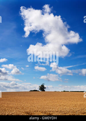 White Cloud Formation in einem Weizenfeld in der Nähe von Boroughbridge North Yorkshire England Stockfoto