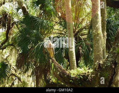 Ein Habicht auf einem Ast im Wald. Stockfoto