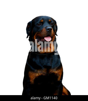 Porträt von einem Rottweiler Hund isoliert auf weißem Hintergrund. Stockfoto