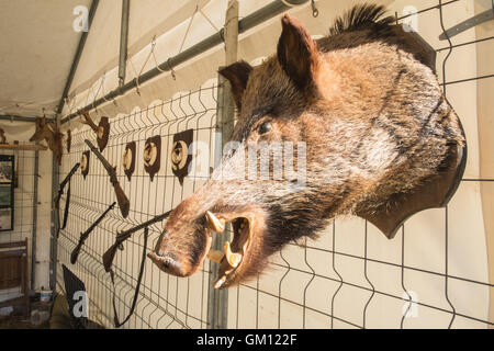 Im ländlichen Dorf von Missegre während der lokalen Landwirtschaft Bauernhof-erscheinen in Aude, Südfrankreich. Gejagt und montierten Wildschweinkopfwurst. Stockfoto