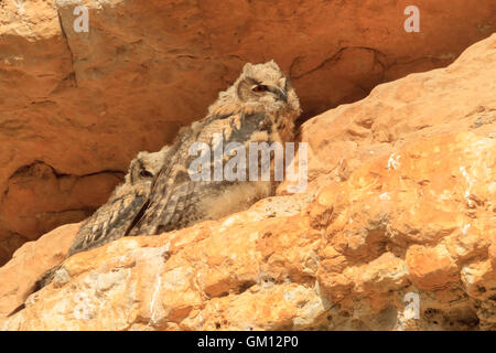 zwei eurasischen Uhu auf den orangefarbenen Felsen in ihrem nest Stockfoto
