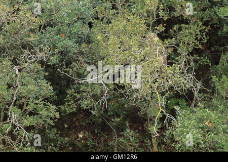 Uhu auf Zweige der Büsche in der Nähe des Nestes sehr gut getarnt versteckt Juvenile eurasischen Stockfoto