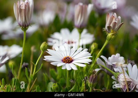 Herbers, weiße Blume Natur. Osteospermum im Garten. Campanula Stockfoto
