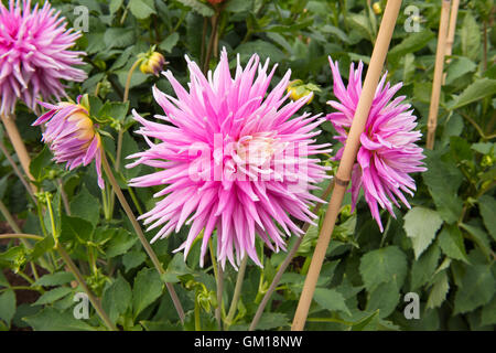 Kaktus-Dahlie 'Lady Kerkrade"in einem Garten in Somerset, England, Vereinigtes Königreich Stockfoto