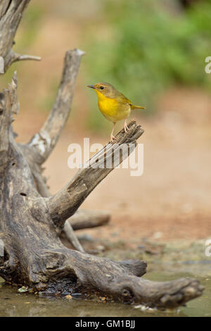 Gemeinsame Yellowthroat (Geothlypis Trichas) weiblich, Rio Grande City, Texas, USA Stockfoto