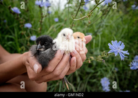 Schwarz, Gelb und Weiß kleine niedliche chikcens in der menschlichen Hand Stockfoto