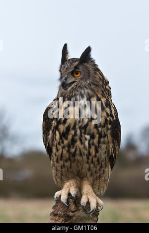 Ein Uhu, sitzt auf einem Zaunpfahl bei der Schleiereule Centre of Gloucestershire. Stockfoto