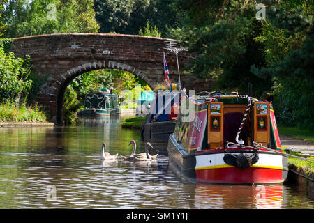 Schwäne und Narrowboats auf den Shropshire Union Canal bei Talbot Wharf, Market Drayton, Shropshire, England, UK Stockfoto