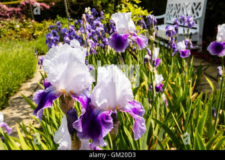 Garten-Szene mit hohen Bartgeier Schwertlilien (Iris Germanica). Stockfoto