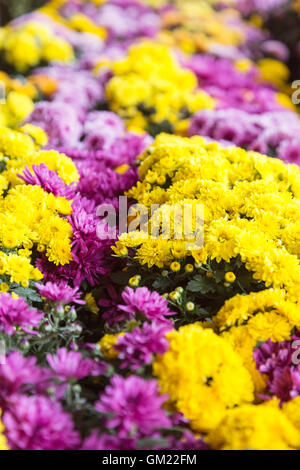 Fallen Sie Mütter auf Anzeige am Bauernmarkt im Herbst Stockfoto