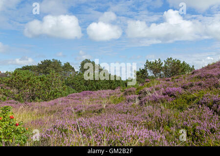 Blühende Heide, Insel Amrum, Nordfriesland, Schleswig-Holstein, Deutschland Stockfoto