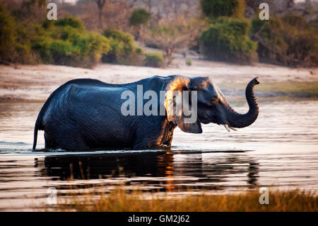 Elefanten über den Chobe Fluss, in den Chobe Nationalpark in Botswana, Afrika; Stockfoto