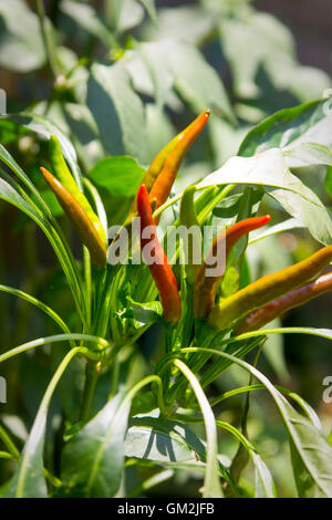 Chilischoten Cayanne wächst in der Sonne; AKA: Guinea Gewürz, Kuhhorn Pfeffer, rote Chilischote, Aleva, Vogel Pfeffer, rote pep Stockfoto