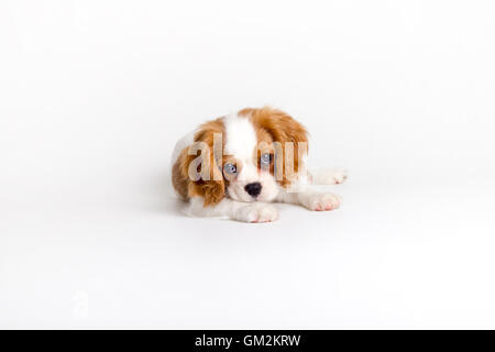 Cavalier King Charles Welpen Stockfoto