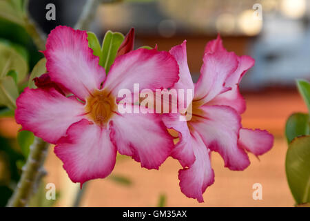 Desert Rose Pflanze, Acapulco, Mexiko. Adenium Obesum ist eine Gattung von Blütenpflanzen in der Apocynum Familie, Lobelia. Stockfoto
