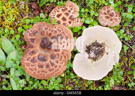 Geschichtetes Igel Pilzzucht auf Waldboden Stockfoto